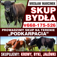 Anonse - skup byda - Skup i Sprzeda Zwierzt Rzenych i Hodowlanych Wiesaw Marcinek