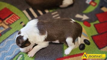 Anonse BORDER COLLIE, nazwa hodowli: Przyjazna zagroda fci, Witam, Zapraszamy do rezerwacji szczenit po naszych wspaniaych psach. Rodzice szczeni