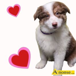 Anonse BORDER COLLIE, nazwa hodowli: Przyjazna zagroda fci, Radom, 10 tygodni, Ogoszenie dotyczy szczeniaka nr 2 suczka czekoladowy tricolor. Zapr