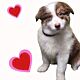 BORDER COLLIE, nazwa hodowli: Przyjazna zagroda fci, Radom, 10 tygodni, Ogoszenie dotyczy szczeniaka nr 2 suczka czekoladowy tricolor. Zapr
