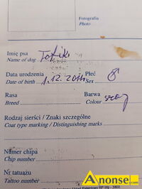 Anonse KUNDEL, Oddam psa w dobre rce. Legowisko, miska i smycz gratis., c.50z do uzg.. BLIZANW