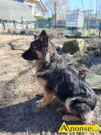 Anonse OWCZAREK NIEMIECKI, 6 miesicy, Sprzedam owczarki niemieckie 6 miesieczne. Posiadam 2 psy i 1 suczke., c.600z/sz do uzg.. WIERZBICA 662