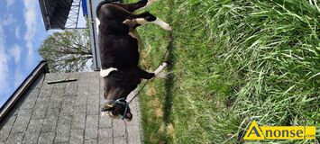 Anonse JAWKA, rasa MIESZANA, sprzedam jawk :wiek 6,5 miesica, waga okoo 250 kg, agodna, dobrze utrzymana., c.3.300z. WILCZY UG 664-822-