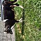 JAWKA, rasa MIESZANA, sprzedam jawk :wiek 6,5 miesica, waga okoo 250 kg, agodna, dobrze utrzymana., c.3.300z. WILCZY UG 664-822-