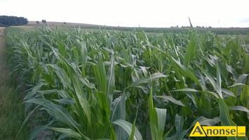 Anonse KUKURYDZA, Kukurydza ziarno z 2024r. do produkcji rolno-zwierzcej, rwnej wielkoci po sortowniku, sprawdzone wschody 96%.Cena3,50z/kg wi