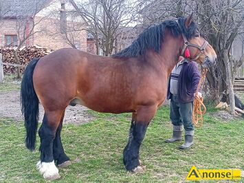 Anonse OGIER, rasa ZIMNOKRWISTA, Nygus 82pkt, wymiary z weryfikacji 163/230/28,5 ZAPRASZA, c.300z. STAROCIN-KOLONIA