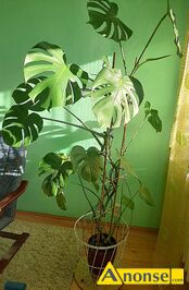Anonse MONSTERA DZIURAWA (MONSTERA DELICIOSA), Monstera dziurawa (monstera deliciosa) to jedna z najpopularniejszych i najczciej kupowanych roli