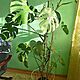MONSTERA DZIURAWA (MONSTERA DELICIOSA), Monstera dziurawa (monstera deliciosa) to jedna z najpopularniejszych i najczciej kupowanych roli