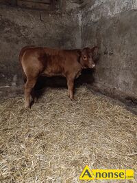 Anonse CIELĘ, rasa LIMUSE, Jałówka typowo mięsna po inseminacji rasą Limuse ponad 150 kg pięknej budowy, c.2.900zł. RADOM