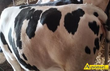 Anonse JAŁÓWKA, rasa HF, od mlecznej krowy, 2- letnia, cielna 8 mies. (termin wycielenia 24.06.), inseminowana angusem, waga ok 600 kg, c.7.500zł d
