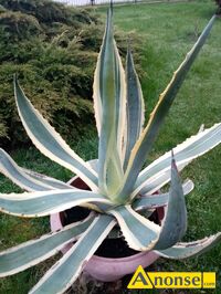 Anonse AGAWA, Sprzedam zdrow sadzonk roliny Agawa variegata. Ukorzeniona zdrowa sadzonka od roliny macierzystej. Agawa to ozdobna rolina donic
