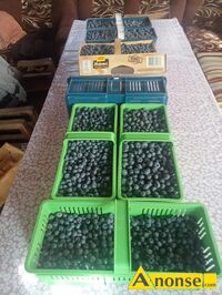 Anonse BORWKA AMERYKASKA, BLUECROP, Witam mam do sprzedania borwk amerykask z wasnej plantacji Bardzo sodka dua nie pryskana moliwo doj