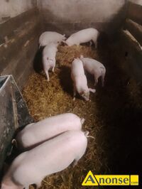 Anonse PROSITA, rasa PBZ, Witam sprzedam prosita do 20 Odrobaczone i wykastrowane 7szt, c.350z do uzg.. GZOWICE