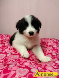 Anonse BORDER COLLIE, nazwa hodowli: Przyjazna zagroda fci, Radom, 10 tygodni, z rodowodem, pies, szczeni�ta, odrobaczony, suka, zaszczepiony, rodz