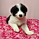 BORDER COLLIE, nazwa hodowli: Przyjazna zagroda fci, Radom, 10 tygodni, z rodowodem, pies, szczeni�ta, odrobaczony, suka, zaszczepiony, rodz