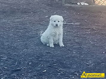 Anonse OWCZAREK PODHALA�SKI, 11 tyg., ksi��eczka zdrowia, odrobaczony, zaszczepiony, szczeni�ta, po du�ych rodzicach, dobrze si� sprawdzaj� w pilno