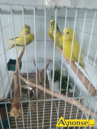 Anonse - PAPUGA, nazwa hodowli: Papugi faliste, Radom, 5 miesięcy, Sprzedam papugi faliste młode bardzo przyjazne dla ludzi polecam papugi sprzedaje Anonse PAPUGA, nazwa hodowli: Papugi faliste, Radom, 5 miesięcy, Sprzedam papugi faliste młode bardzo przyjazne dla ludzi polecam papugi sprzedaje