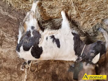 Anonse BYCZEK, rasa CZARNO BIA�A, Sprzedam byczka czarno bia�ego grubej budowy widoczny na zdj�ciach. Wiecej informacij telefonicznie., c.2.300z�.