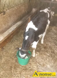 Anonse BYCZKI, Sprzedam byczka 6 tygodni do dalszego chowu wi�cej informacji udzielam telefonicznie, c.2.000z�. MZUROWA