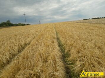 Anonse J�czmie� jary odmiana KWS Premis 1 rok po centrali, jest czysty i workowany w worki, faktura i etykiety do wgl�du, 17 pi�terek, bez chor�b,