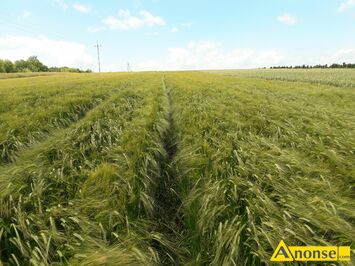 Anonse J�czmie� jary odmiana KWS Premis 1 rok po centrali, jest czysty i workowany w worki, faktura i etykiety do wgl�du, 17 pi�terek, bez chor�b,