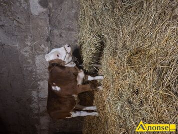 Anonse CIEL�, rasa SIMENTAL, Sprzedam 5 miesi�czn� ja��wke miesn� grubej budowy rasy Simental, c.4.300z�. RADOM