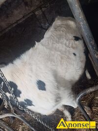 Anonse JA��WKI, Mam do sprzedania dwie zacielone jal�wki cena 9000zl za sztuk� i byka rasy simental cena 880p, c.8.800z�. KAZAN�W