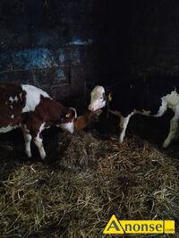 Anonse JA��WKI, rasa SIMENTAL, Sprzedam dwie ja��wki simental do dalszego chowu, c.7.500z�. SKARYSZEW