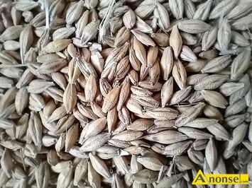 Anonse J�CZMIE�, Sprzedam j�czmie� jary, c.75z�. J�czmie� ozimy, c.75z�., c.75z�. BA�T�W