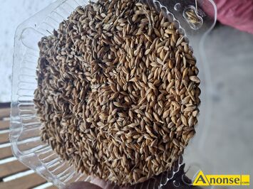 Anonse J�CZMIE�, Sprzedam j�czmie� jary, czyste,suche ziarno, do siewu na pasze.Kontakt telefoniczny nie odpisuje na wiadomo�ci., c.85z�/q. STUDZIA