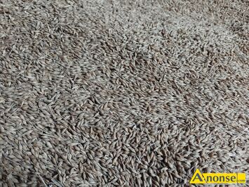 Anonse J�CZMIE�, Ozimy, Sprzedam j�czmie� ozimy rok po centrali ziarno �adne dorodne, c.80z�/q. KOZINKI