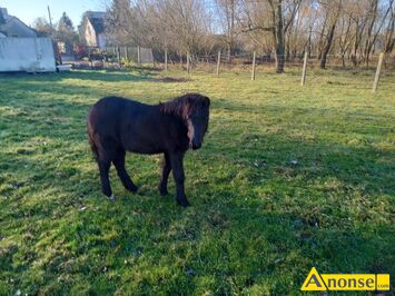 Anonse KLACZE KUCYKI, rasa KUC, Witam.Sprzedam kucyki: klacz 4 letnia �rebna termin kwiecie� 2026 ma�ci karej cena 2200, �rebica z maja 2025 ma�ci