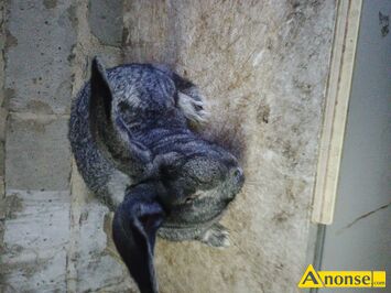 Anonse KR�LIK, rasa BELG OLBRZYM, Wiek: 7 miesi�cy, waga: 7 kg, c.120z�. RADOM