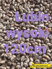 Anonse �UBIN, Sprzedam lubin Posiadam kilka odm. ��ty .niebieski.bialy Niski.wysoki Jakos� bardzo dobra Posiadam te� inne p�ody rolne Atrakcyjne c