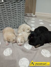 Anonse PIES, rasa KUNDELEK, Sprzedam szczeni�ta, r�nokolorowe, gotowe do odbioru za miesi�c., c. od 10z�/sz. WITOWICE