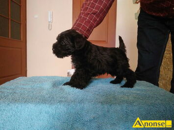 Anonse SZNAUCER, nazwa hodowli: Nad zalewem, Brzeziny, Szczeniak, Sznaucer miniaturowy czarny, chip, metryka, c.1.900z�/sz do uzg.. BRZEZINY 69