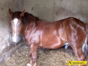 Anonse �REBAK, rasa ZIMNOKRWISTA, Sprzedam �rebaka 20miesi�cy Ma�� kasztan PKZ, c.1z�. WSOLA