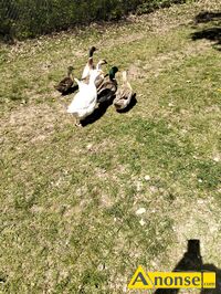 Anonse - JAJKA, Gęsie i kacze, Gęsie 5 zł kacze 3 zł, c.5zł. TUMLIN-WĘGLE Anonse JAJKA, Gęsie i kacze, Gęsie 5 zł kacze 3 zł, c.5zł. TUMLIN-WĘGLE