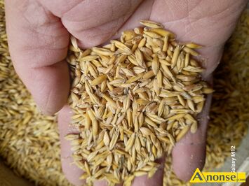 Anonse - MIESZANKA, sprzedam mieszankę jarą pszenica,jęczmień, owies,około1500 kg .Cena 70 zł za 100 kg ., c.70zł/q. DĄBRÓWKA ZABŁOTNIA Anonse MIESZANKA, sprzedam mieszankę jarą pszenica,jęczmień, owies,około1500 kg .Cena 70 zł za 100 kg ., c.70zł/q. DĄBRÓWKA ZABŁOTNIA