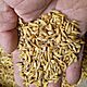 MIESZANKA, sprzedam mieszank� zbo�ow� jar� pszenica,j�czmie�, owies,oko�o1500 kg .Cena 70 z� za 100 kg ., c.70z�/q. D�BR�WKA ZAB�OTNIA 511