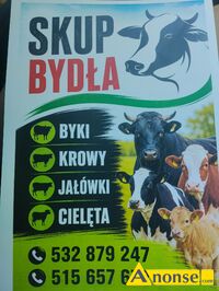 Anonse ZAKUPI�: byczki, Skup byd�a byki krowy ja��wki i cielaki ceny eksportowe w ka�dej kondycji p�atno�� got�wka lub przelew wyrejestrowanie na m