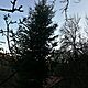 CHOINKA, Sprzedam 1 �adn� jod�� wysoko�� ok. 12 metr�w z w�asnego pola jako choink� Bo�onarodzeniow� do uci�cia przez kupuj�cego., stan idea