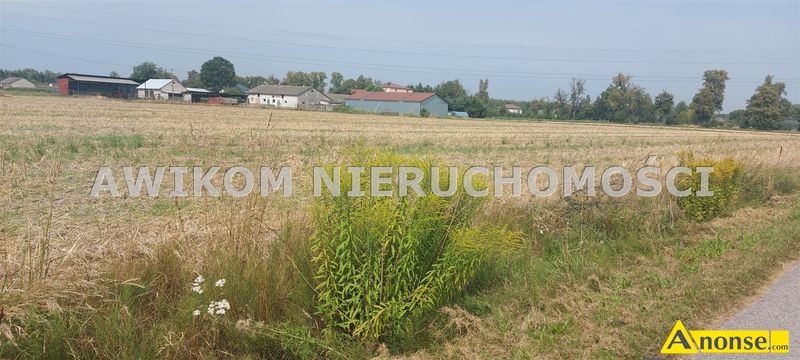 NIEBORW , dziaka 16900m2, budowlana,opis dodatkowy: gaz, prd, kanalizacja, dojazd asfaltowa, bar - image 0 - anonse.com