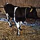 byk ,opis dodatkowy: Sprzedam byczka czarno - biaego do dalszej hodowli, prosto od rolnika, w wiek - image 0 - anonse.com