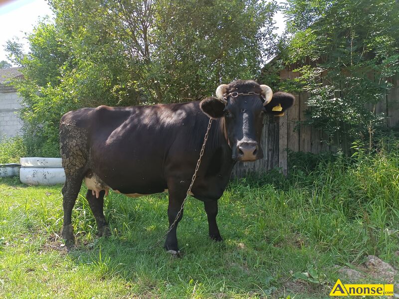 krowa ,opis dodatkowy: Sprzedam krow 7letnia cielna - image 0 - anonse.com
