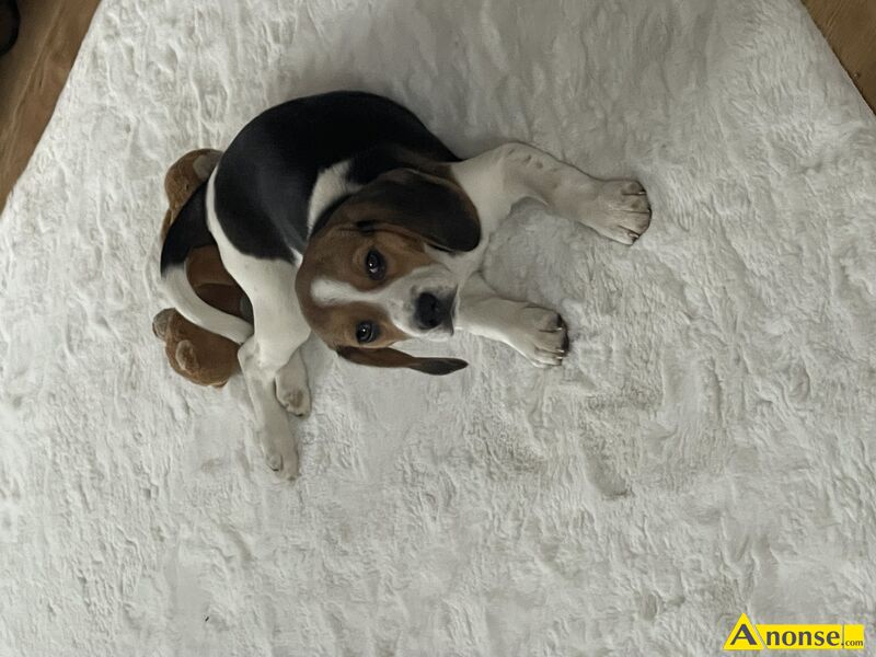 BEAGLE , 12 tygodni,opis dodatkowy: Sprzedam piękną zdrową suczkę z rodowodem.
Beaggle.
Zaszczepion - image 0 - anonse.com