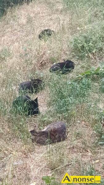 KOTY  BEZDOMNE , nazwa hodowli Kotkibezdomne , 1,opis dodatkowy: BEZDOMNE KOTKI PROSZ� O KARM� BYDG - image 0 - anonse.com