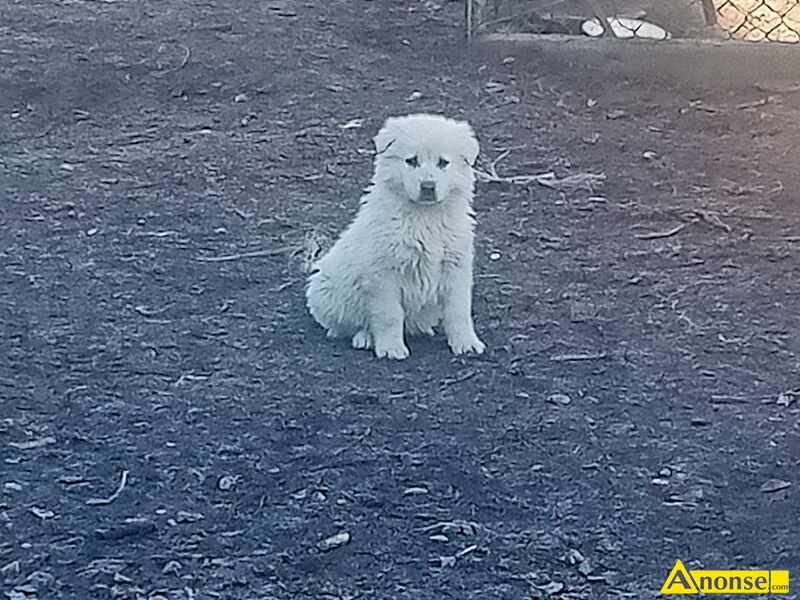 OWCZAREK  PODHALA�SKI, 11 tyg., szczeni�ta, zaszczepiony, odrobaczony, ksi��eczka zdrowia,opis doda - image 0 - anonse.com